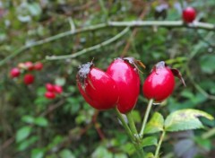  Nature baies rouges