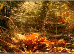  Nature Aux couleurs de saison