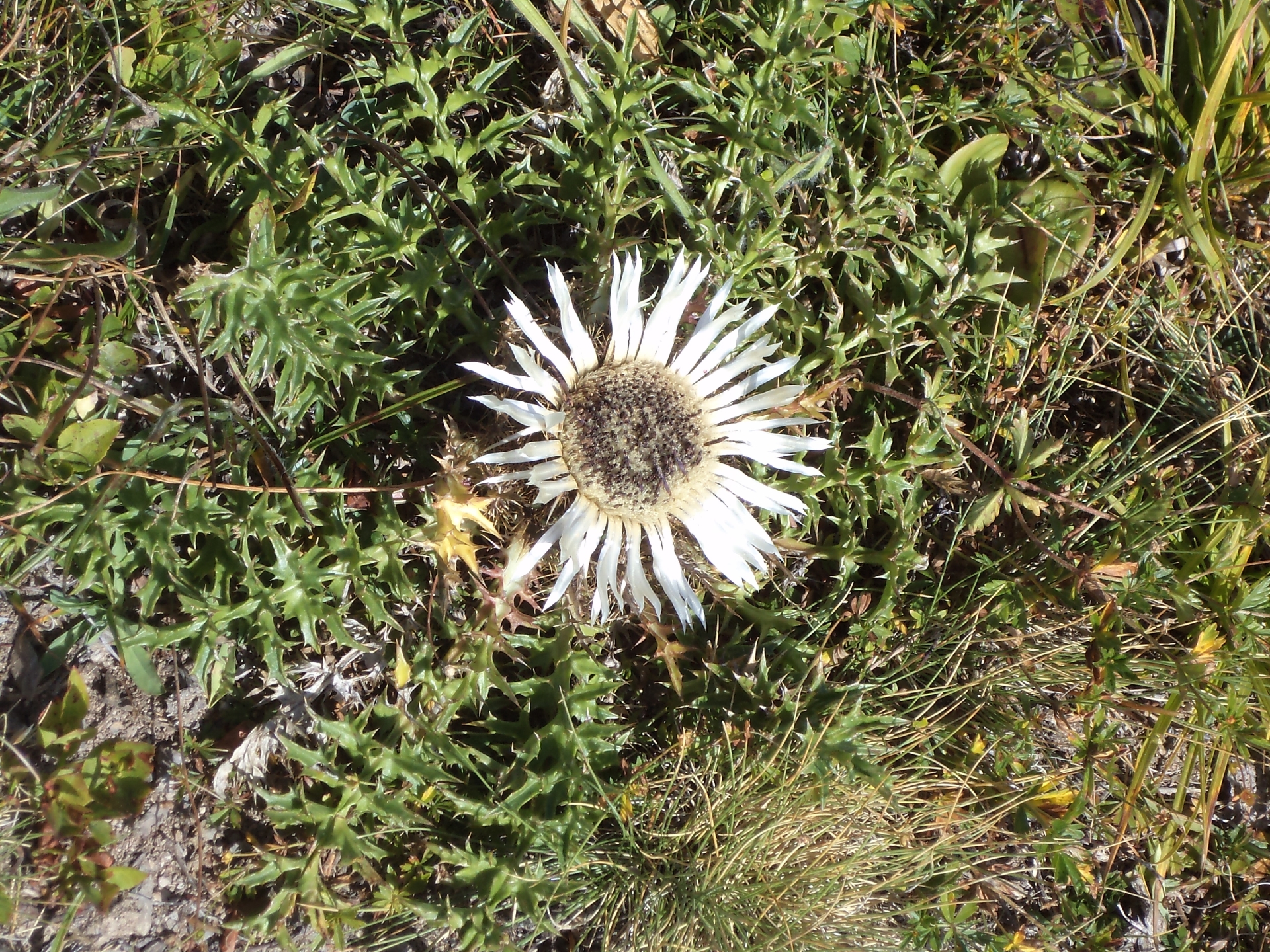 Fonds d'cran Nature Fleurs fleure d'altitude