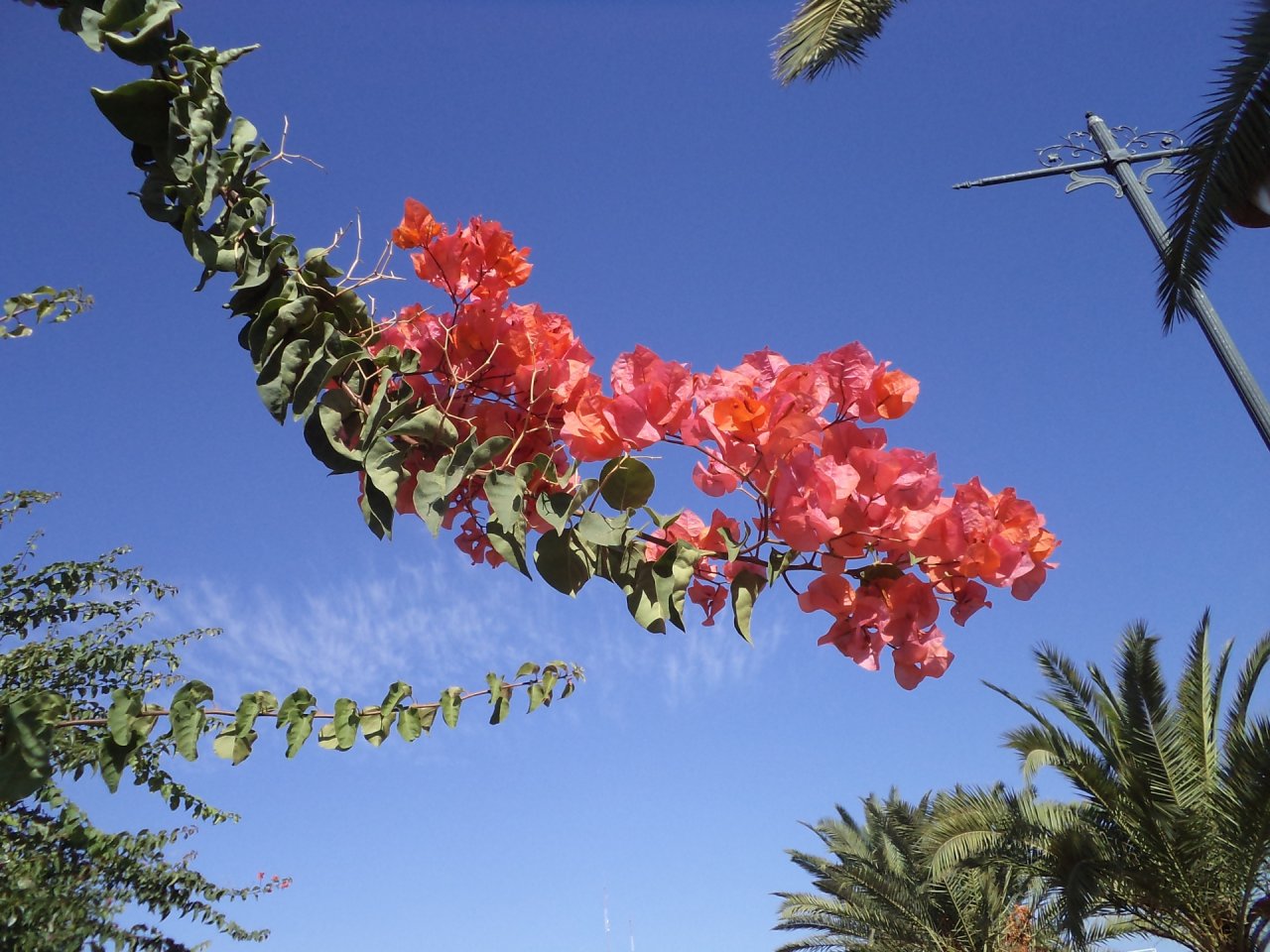 Fonds d'cran Nature Fleurs Bougainvillier a Marrakech en octobre