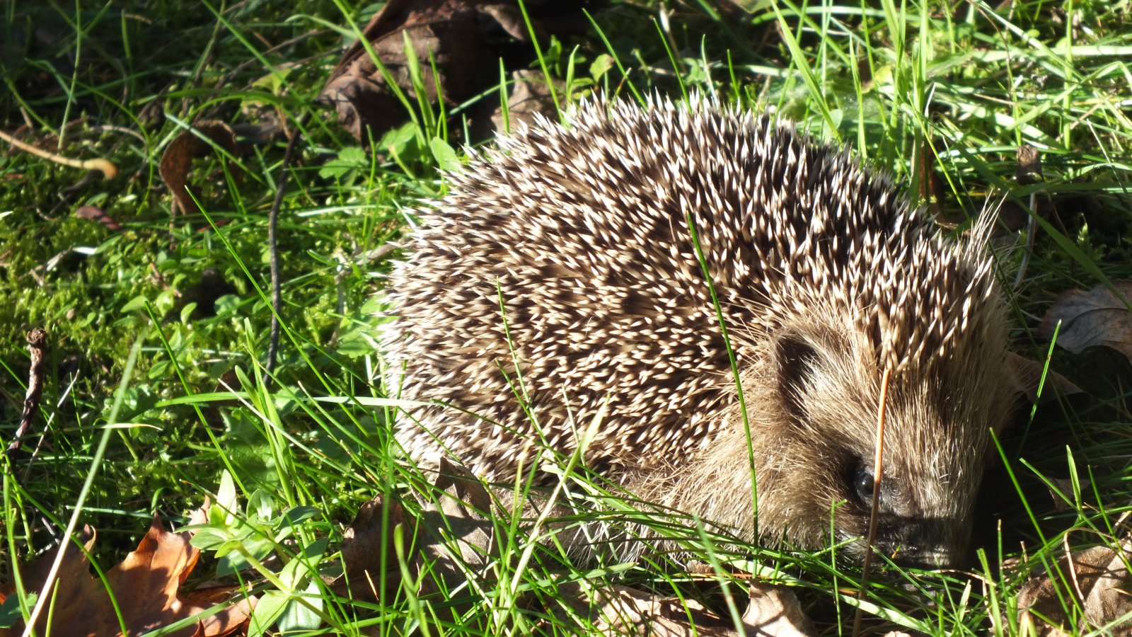 Fonds d'cran Animaux Hrissons hrisson 