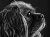  Animaux Cavalier King Charles