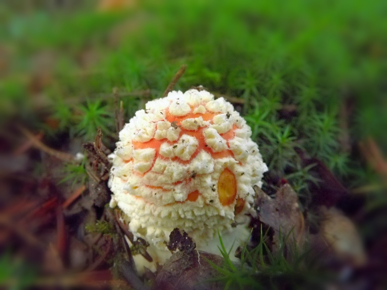 Fonds d'cran Nature Champignons les champignons