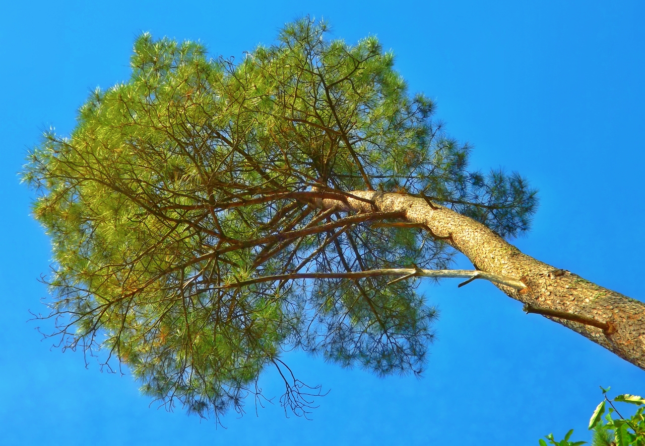 Fonds d'cran Nature Arbres - Forts les arbres