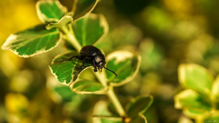 Fonds d'cran Animaux Insectes - Scarabes Priples d'un scarabe