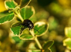  Animaux Priples d'un scarabe