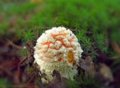  Nature les champignons