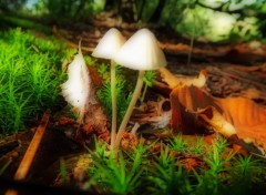  Nature les champignons