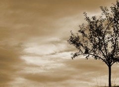  Nature les arbres