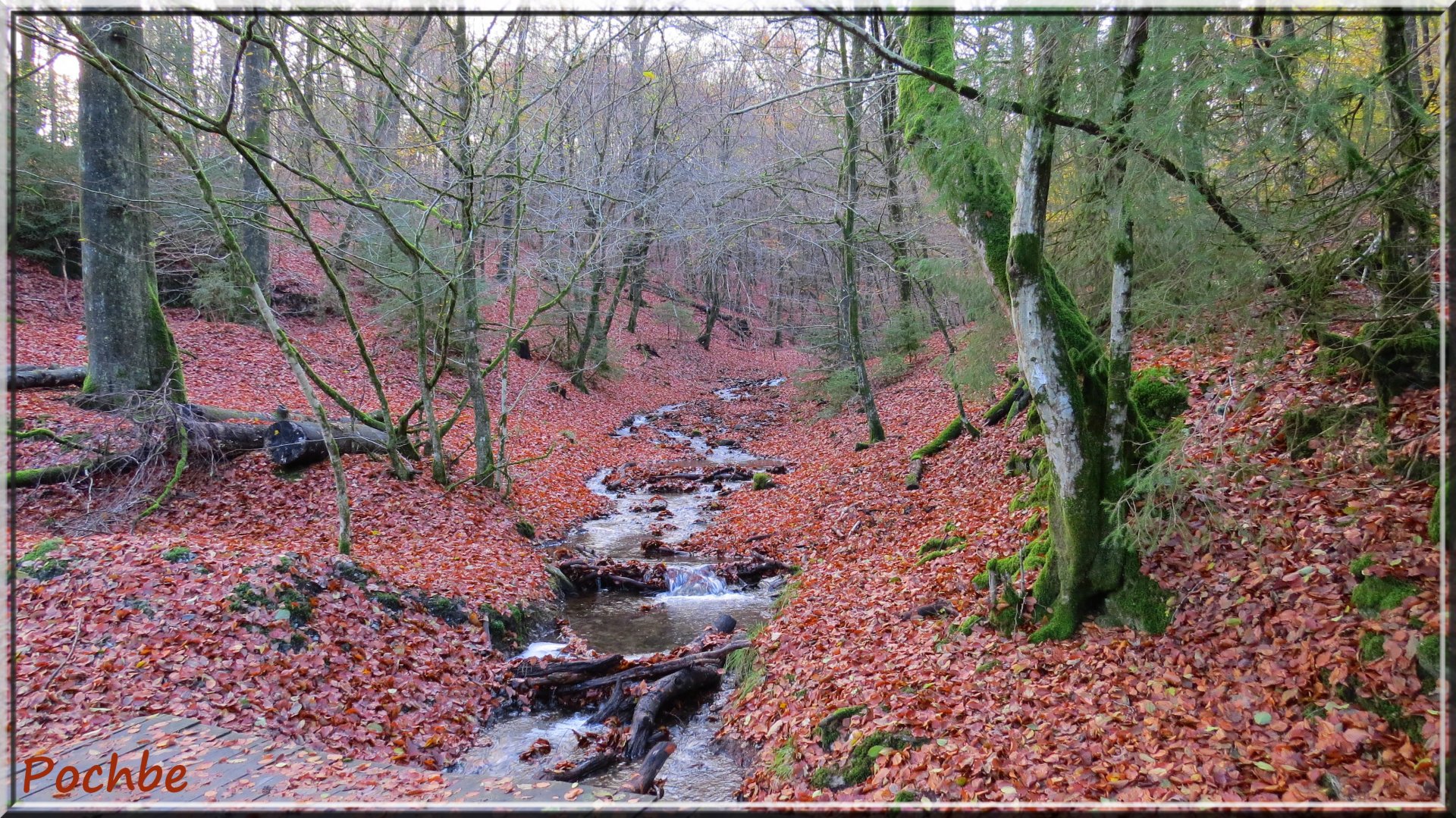 Fonds d'cran Nature Arbres - Forts 