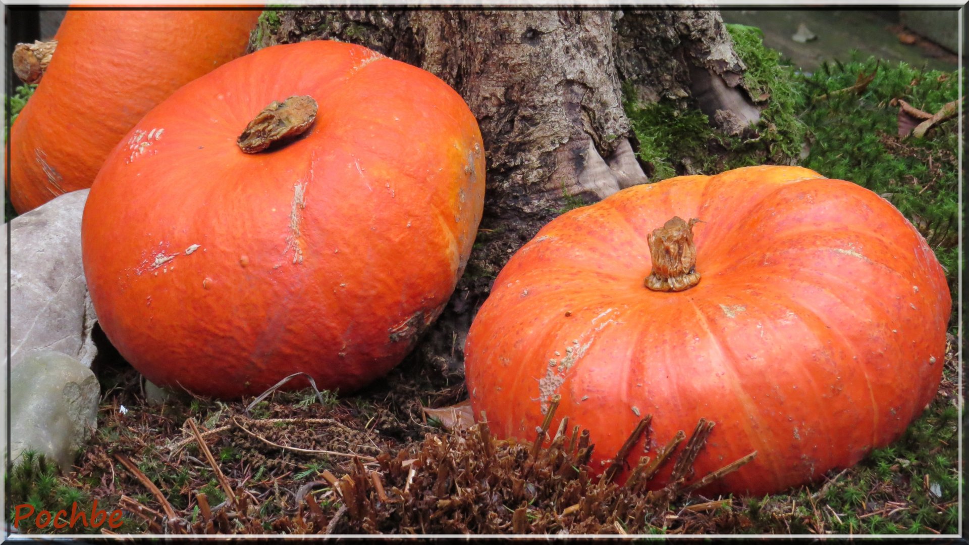 Wallpapers Nature Vegetables 