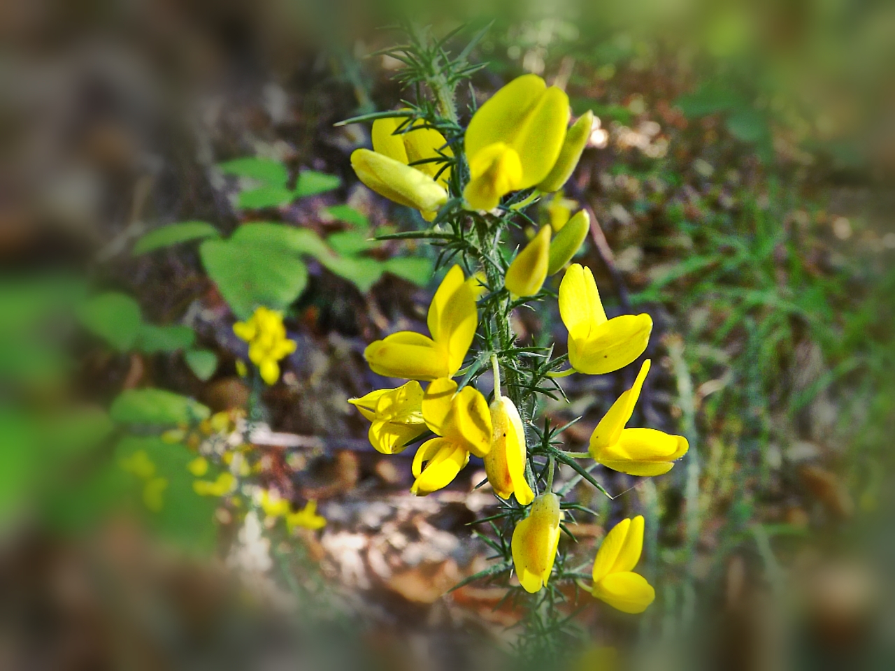 Fonds d'cran Nature Fleurs 