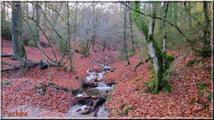 Fonds d'cran Nature Arbres - Forts Wallpaper N320773