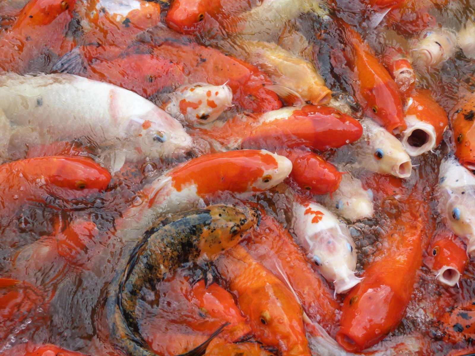 Wallpapers Animals Fishes - In the river Carpe Ko