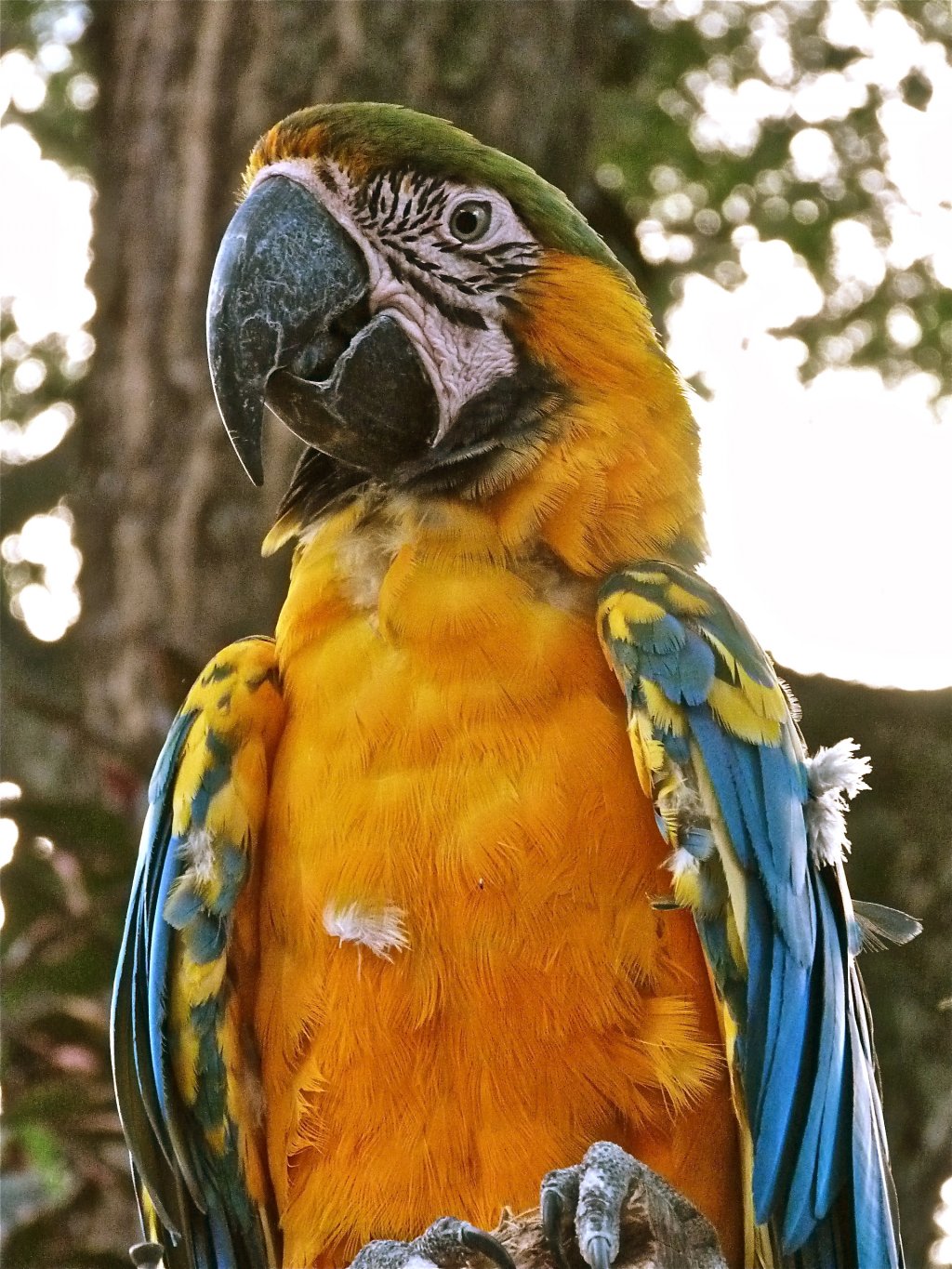 Fonds d'cran Animaux Oiseaux - Perroquets Perroquet