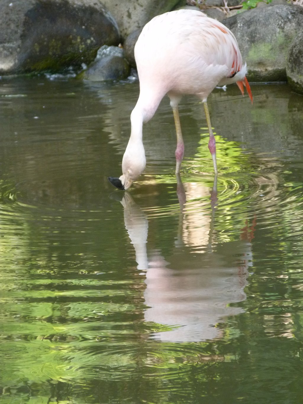 Wallpapers Animals Birds - Flamingos Flamand rose