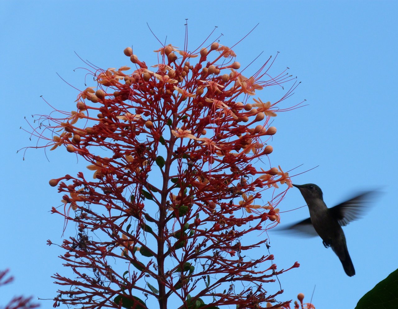 Wallpapers Animals Birds - Hummingbirds colibri