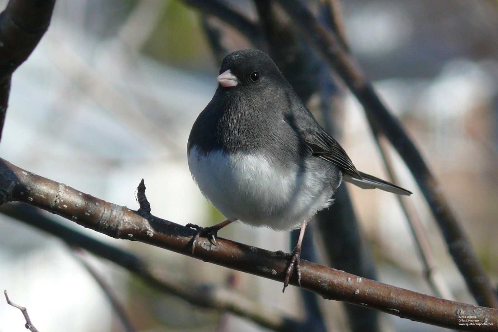 Fonds d'cran Animaux Oiseaux - Juncos Junco ardois