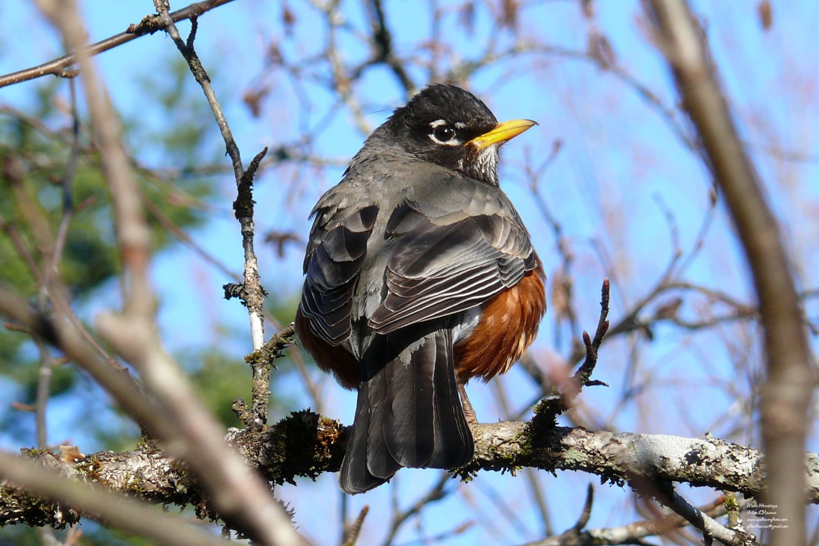 Wallpapers Animals Birds - Merles Merle d'Amrique