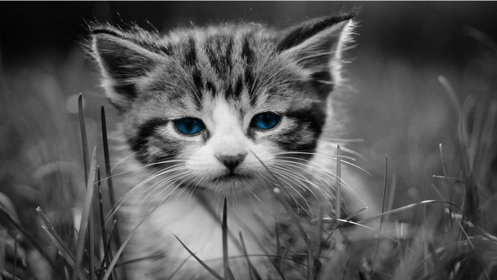 Wallpapers Animals Cats - Kittens 