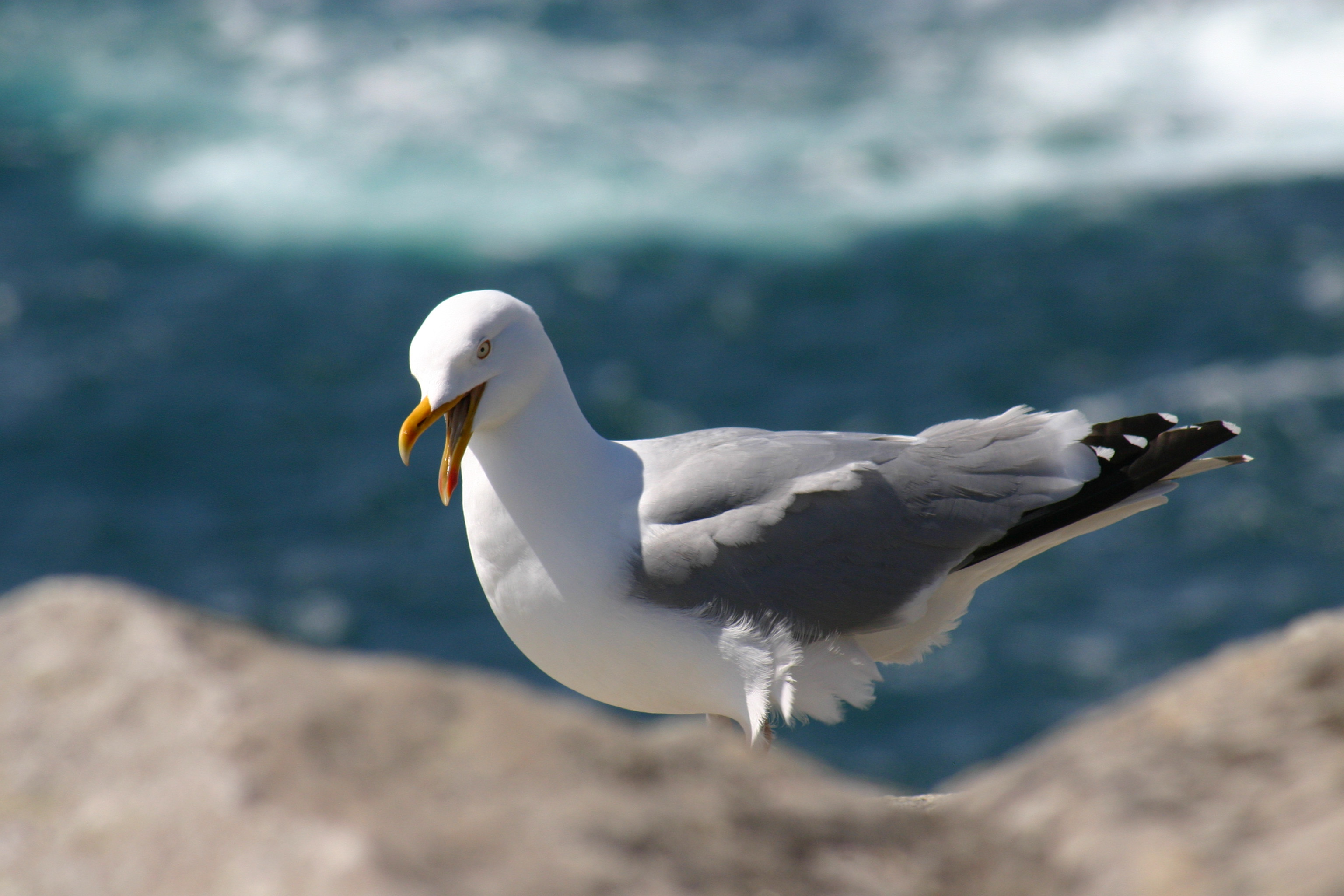 Fonds d'cran Animaux Oiseaux - Mouettes et Golands A la pointe du Raz