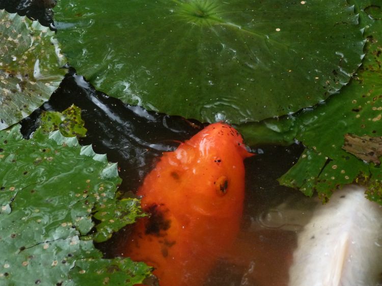 Fonds d'cran Animaux Poissons d'eau douce Carpe Ko