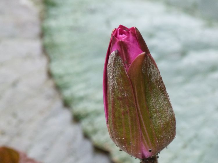 Fonds d'cran Nature Fleurs Fleurs en tout genre