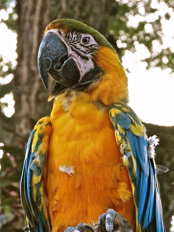 Fonds d'cran Animaux Oiseaux - Perroquets Perroquet