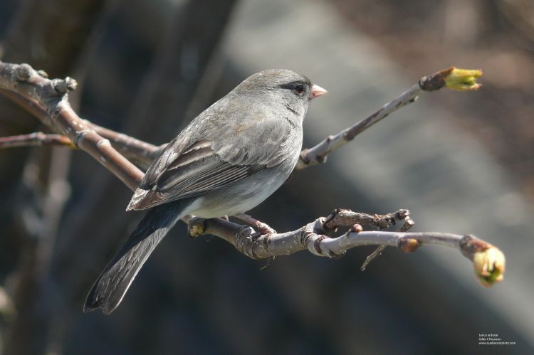 Fonds d'cran Animaux Oiseaux - Juncos Junco ardois