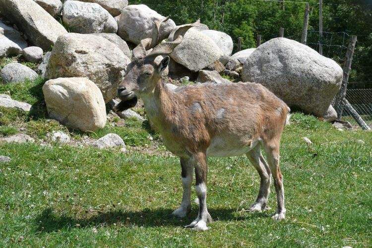 Fonds d'cran Animaux Markhor Markhor