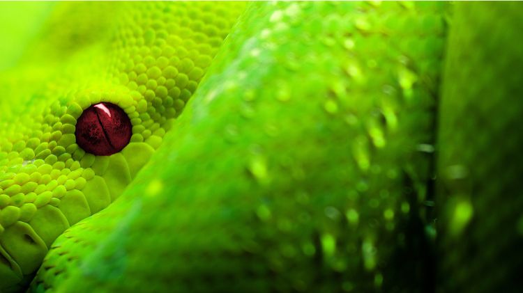 Fonds d'cran Animaux Serpents Serpent vert a oeil rouge