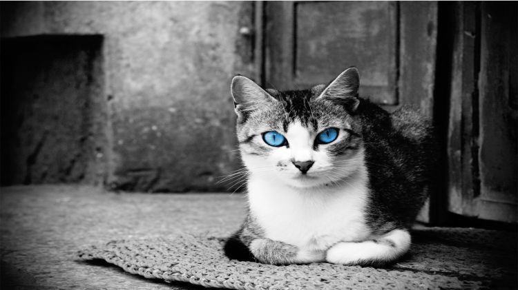 Fonds d'cran Animaux Chats - Chatons Chat aux yeux bleu