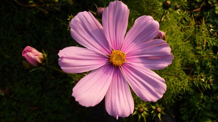 Fonds d'cran Nature Fleurs Fleur sauvage