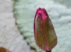  Nature Fleurs en tout genre