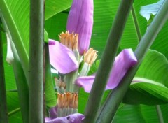  Nature Fleurs en tout genre