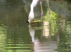  Animaux Flamand rose