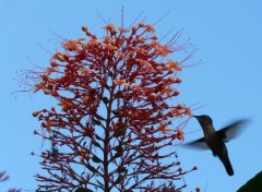  Animaux colibri