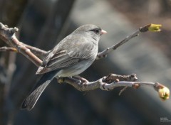  Animaux Junco ardois