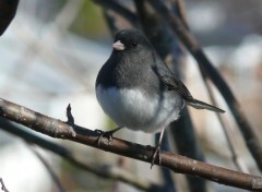  Animaux Junco ardois