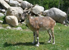  Animals Markhor