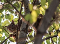  Animaux mon ami l'ecureuil