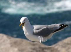  Animaux A la pointe du Raz