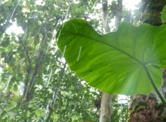  Nature Feuillage