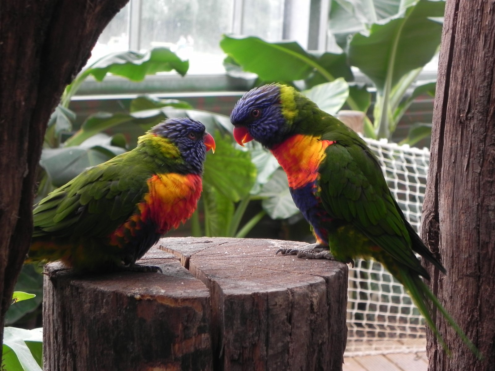 Fonds d'cran Animaux Oiseaux - Perroquets 