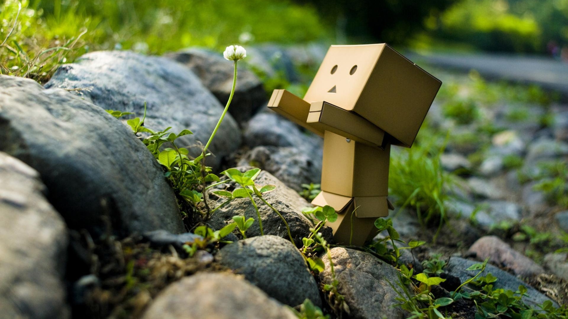 Wallpapers Objects Danbo Danbo attrape une petite fleur