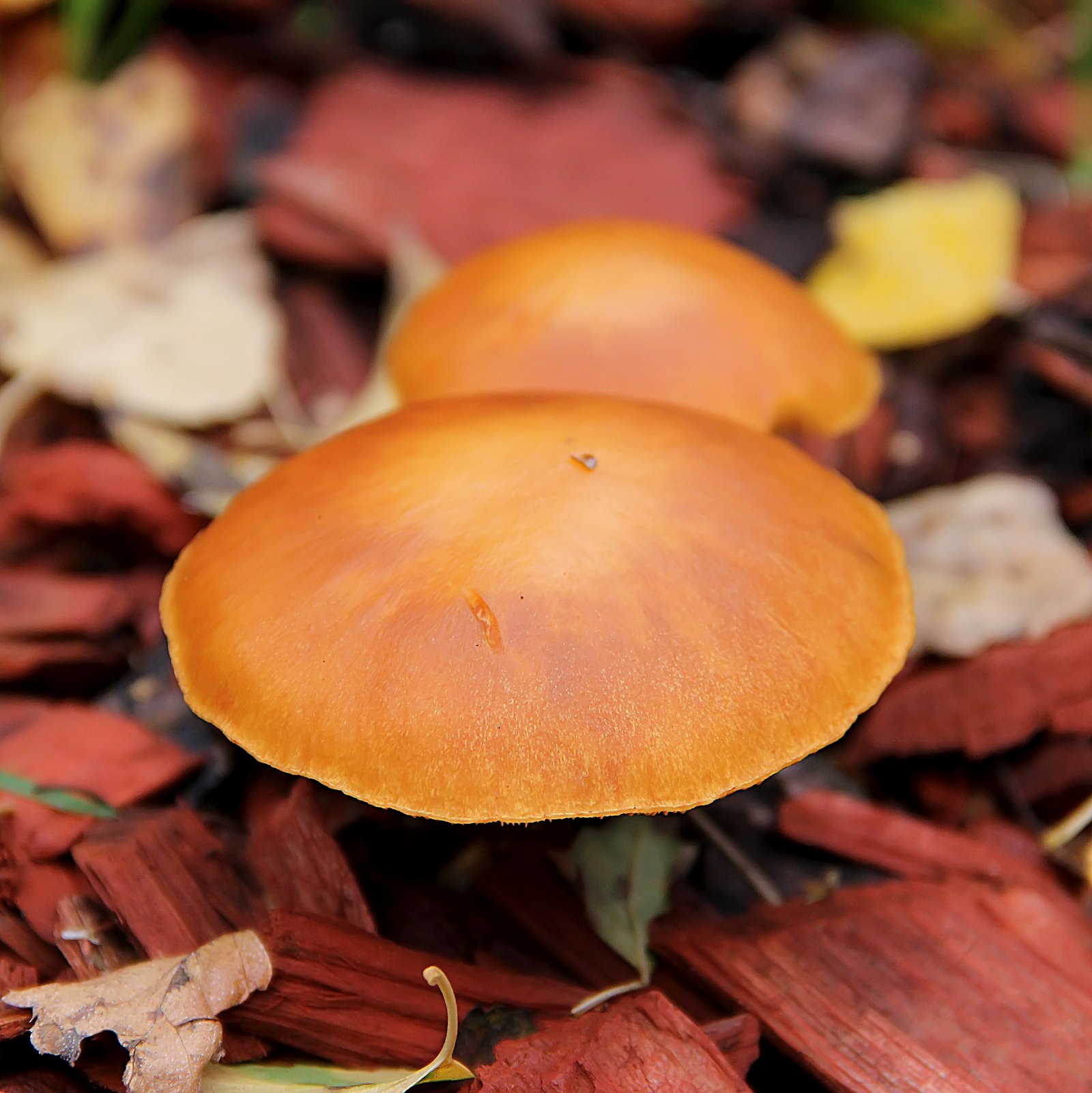 Wallpapers Nature Mushrooms 