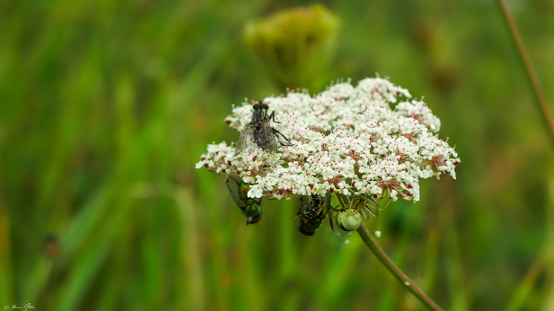 Fonds d'cran Animaux Insectes - Divers La Loi de la Nature