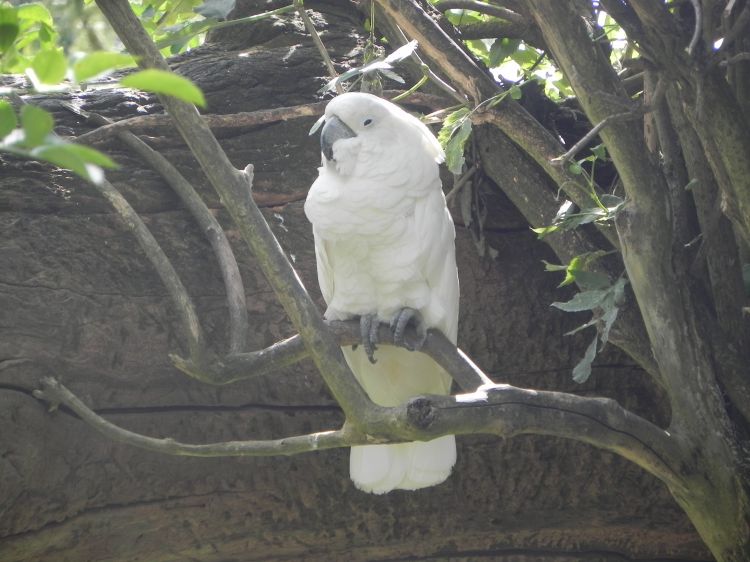 Fonds d'cran Animaux Oiseaux - Perroquets Wallpaper N320876