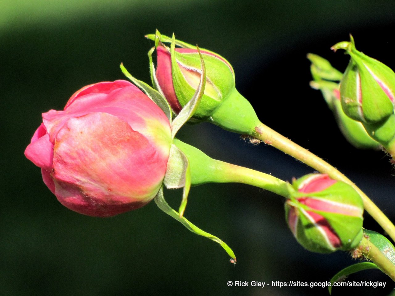 Fonds d'cran Nature Fleurs 