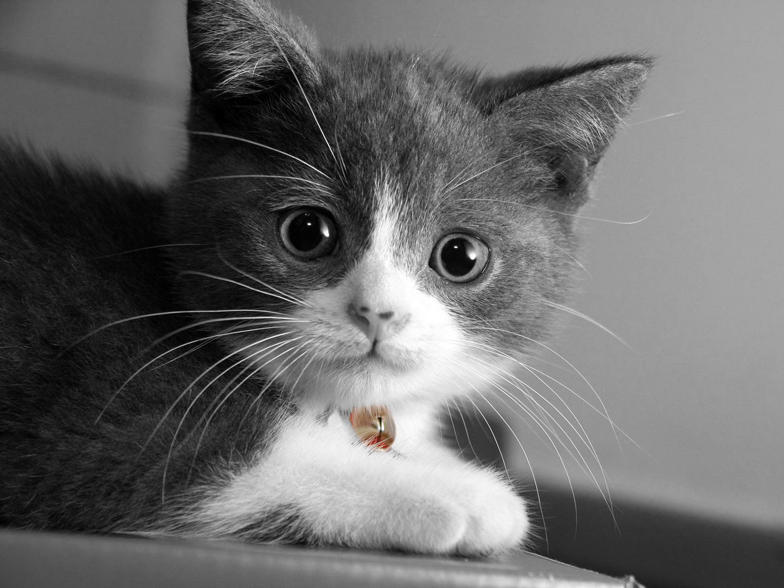 Wallpapers Animals Cats - Kittens 